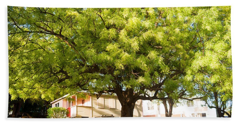 Talk about a plant or a tree in your country.