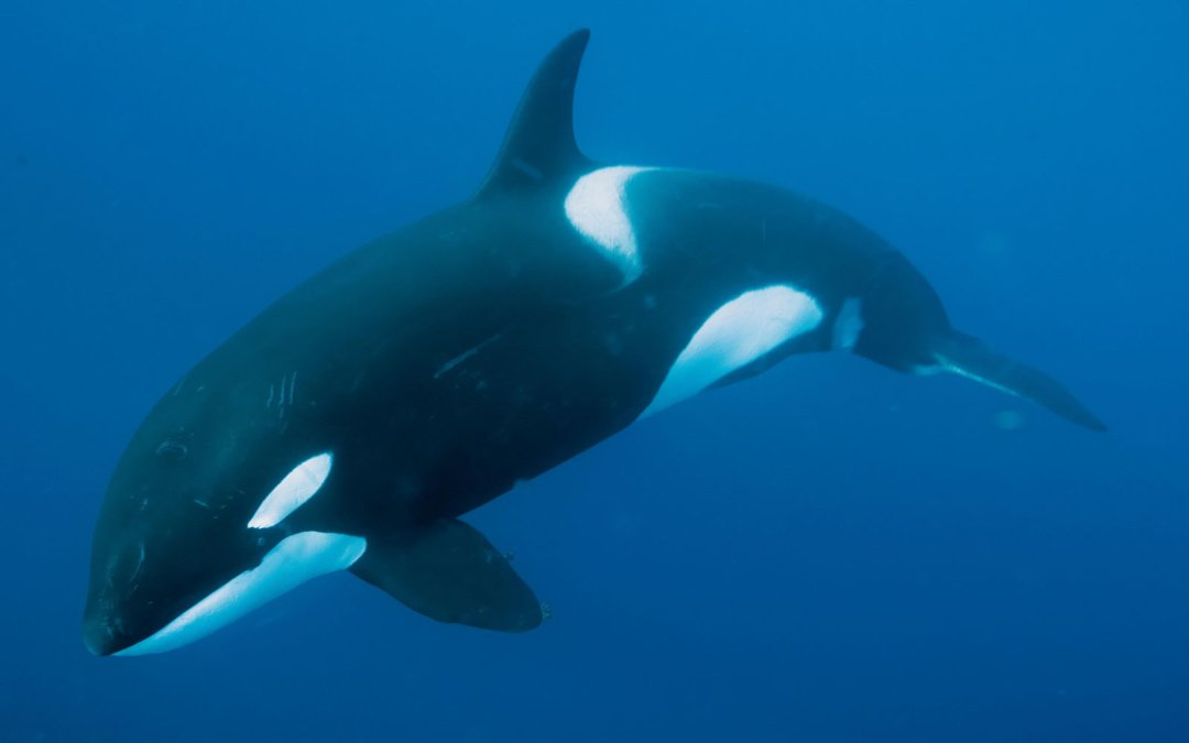 IELTS Reading-What Do Whales Feel? | IELTS reading What Do Whales Feel with answers