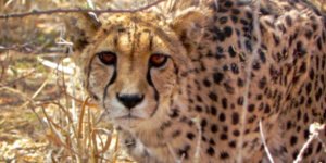 Ielts Reading-Bring back the big cats