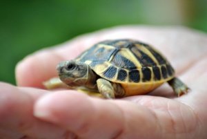 Ielts Reading-HISTORY OF THE TORTOISE