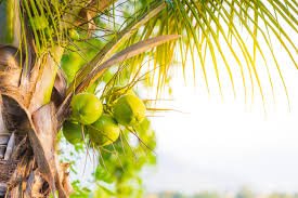 Ielts Reading-The coconut palm