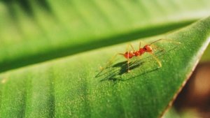 Ielts Reading The Ant and the Mandarin