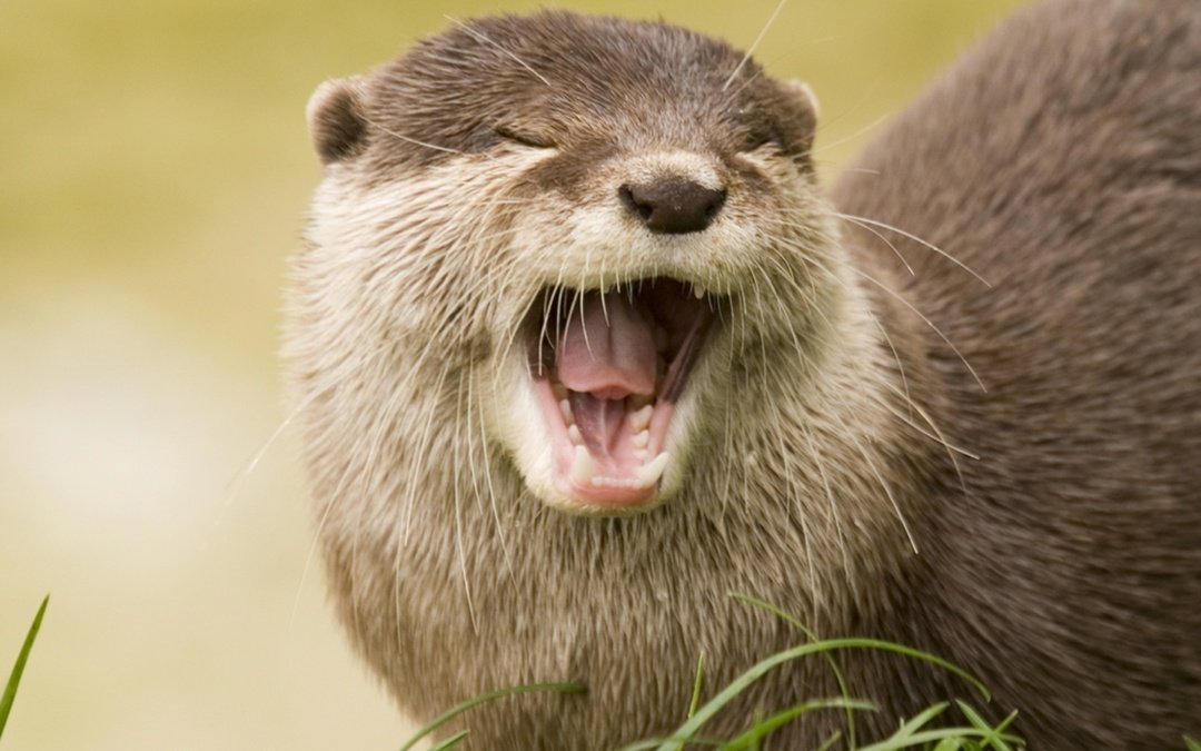 Ielts Reading Otters