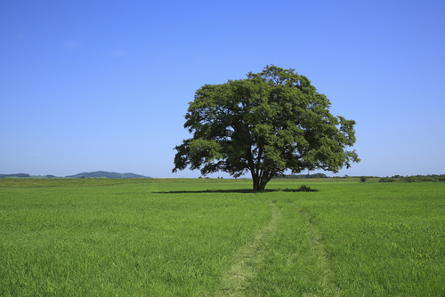 Actual Reading The “Extinct” Grass in Britain