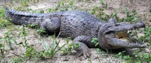 Ielts Reading The Evolutionary Mystery: Crocodile Survives