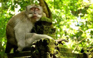 Ielts reading monkeys and forest