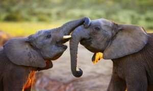 Elephants interacting