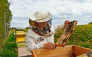 Honey bees in trouble