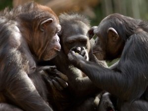 The Study of Chimpanzee Culture