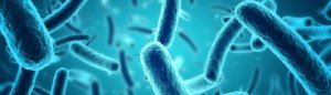 A New Perspective on Bacteria