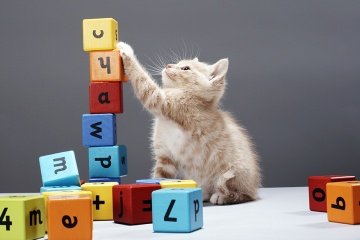 Ielts Reading Can animals count