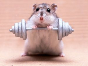 How animals keep fit