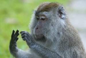 Numeracy: can animals tell numbers?