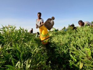 RESEARCH ON IMPROVING AGRICULTURAL YIELDS IN AFRICA