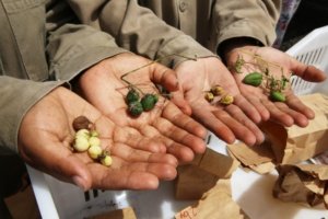 Seed Hunting